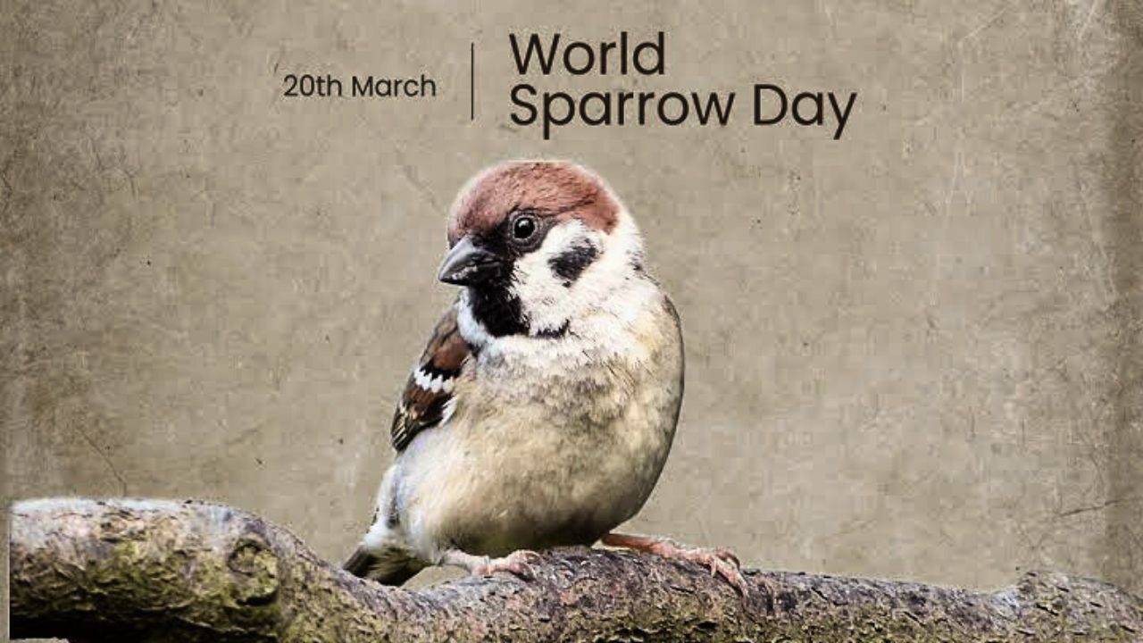 World Sparrow Day, Dramatic Dwindling of Bird Population As Tokenism Rules the Roost