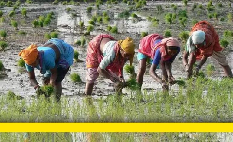 किसानों की दोगुनी आय का वादा: एक अधूरा लक्ष्य और आगे का रास्ता