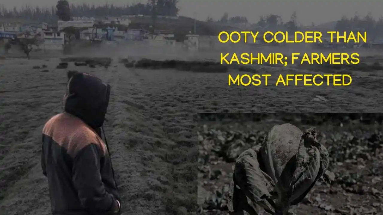 Excessive Rain, Severe Frost, Intense Drought: The Extremes Nilgiri Farmers Suffer Due to Climate Change