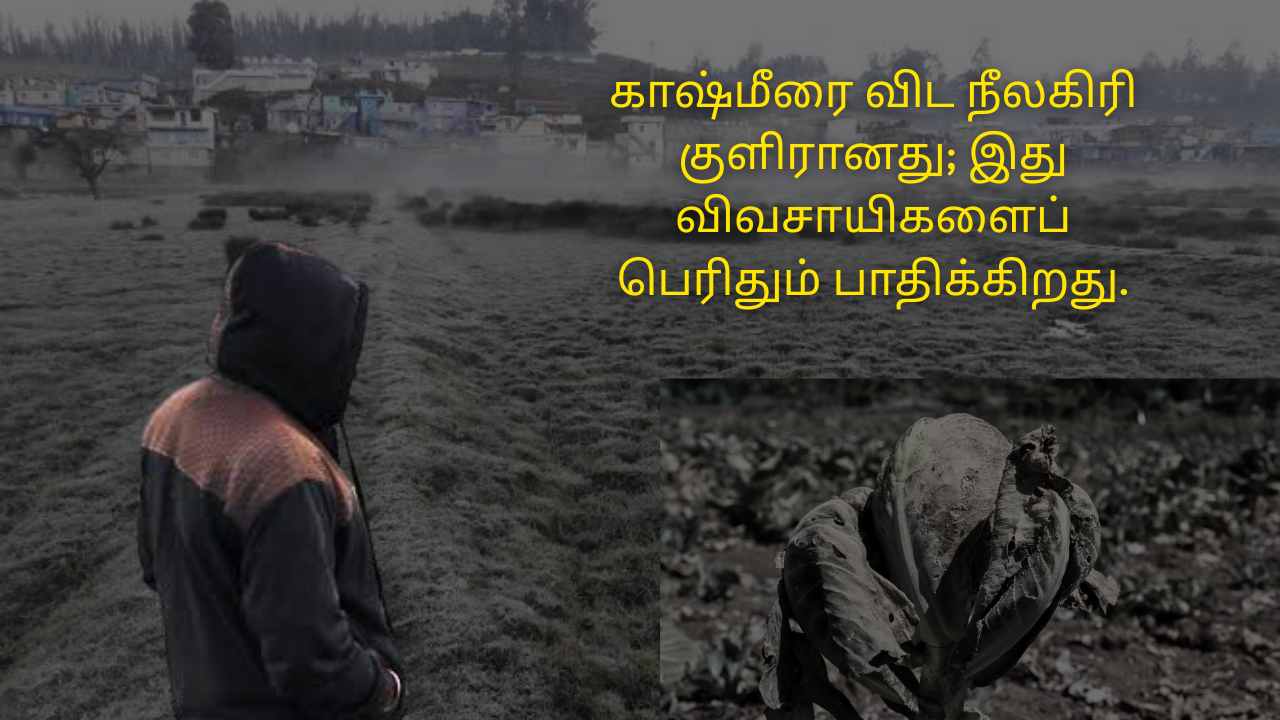 அதிக மழை; அதீத உறைபனி; கடும் வறட்சி:பருவநிலை மாற்றத்தால் தவிக்கும் நீலகிரி விவசாயிகள்!