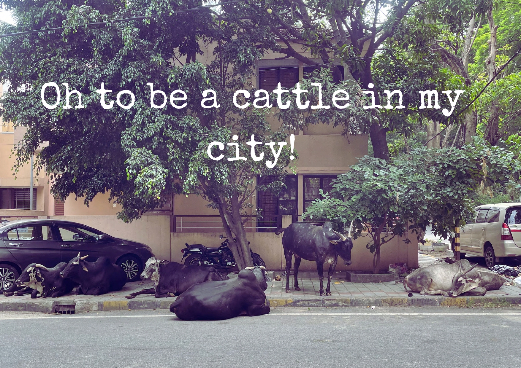 Oh to be a Cattle in my city!