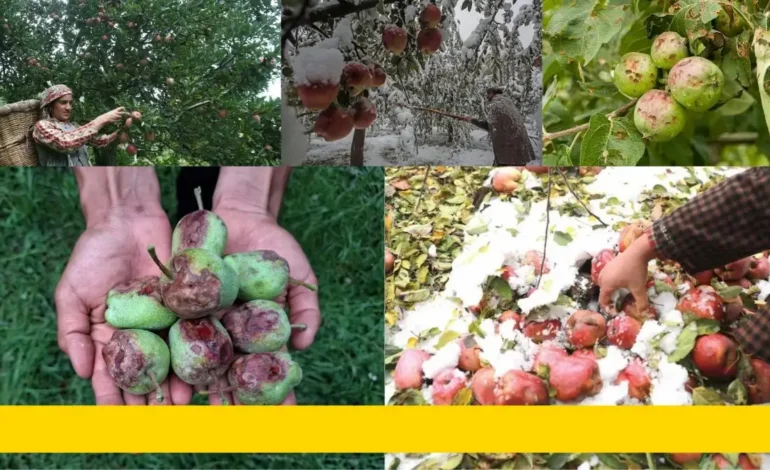 Hailstorms, Climate Change and Kashmir’s Apple Crisis
