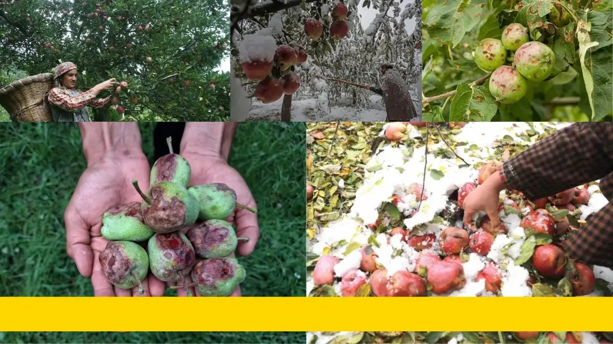 Hailstorms, Climate Change and Kashmir’s Apple Crisis